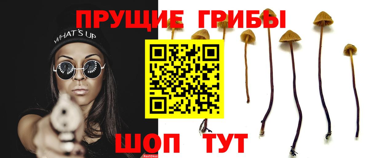 Псилоцибиновые грибы Psilocybine cubensis  наркошоп  Сертолово  Псилоцибиновые грибы GOLDEN TEACHER  Вход с VPN 