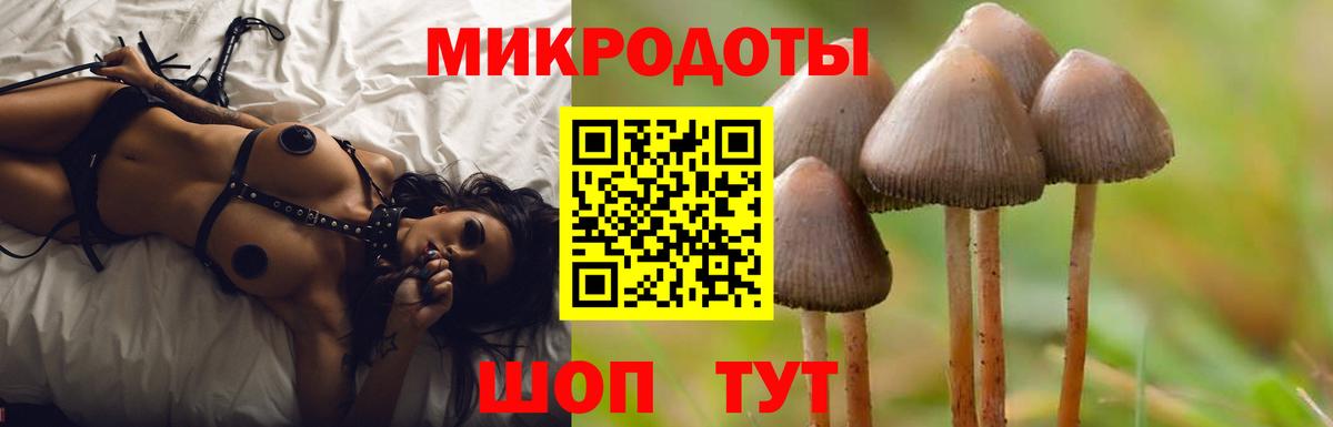 Псилоцибиновые грибы Psilocybe Сертолово